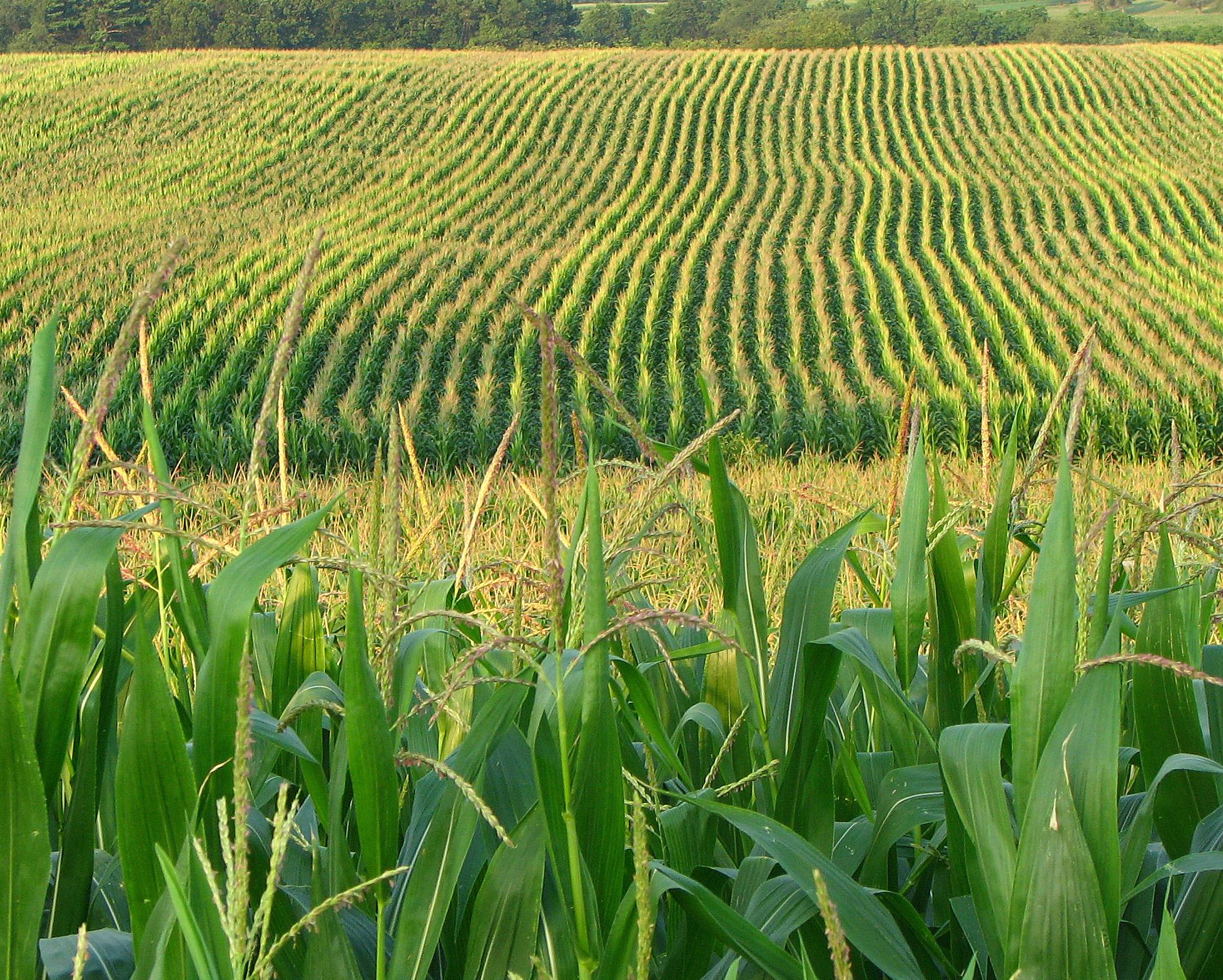 EPA resurrects radical atrazine proposal, threatens key sustainability efforts