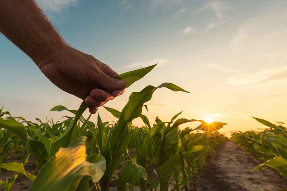 COVID-19 economic relief webinar for farmers