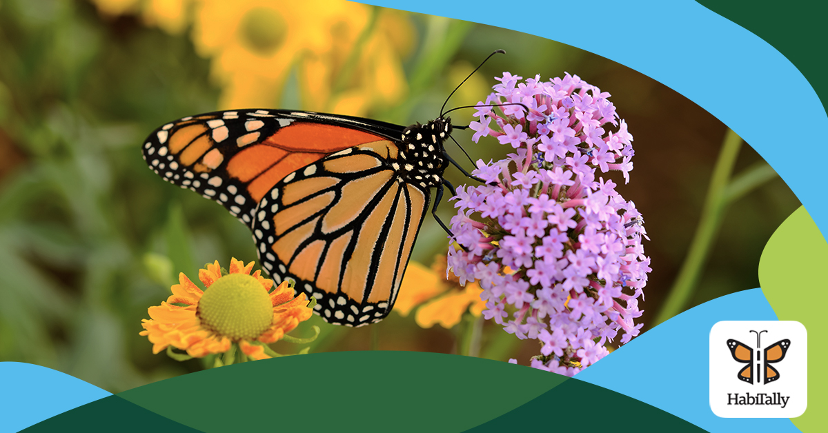 Make a difference for monarchs