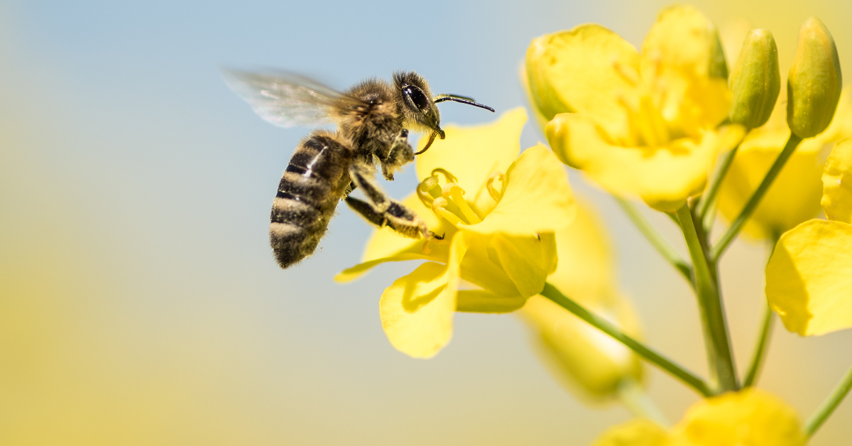 Pollinator week is a good time to review best management practices