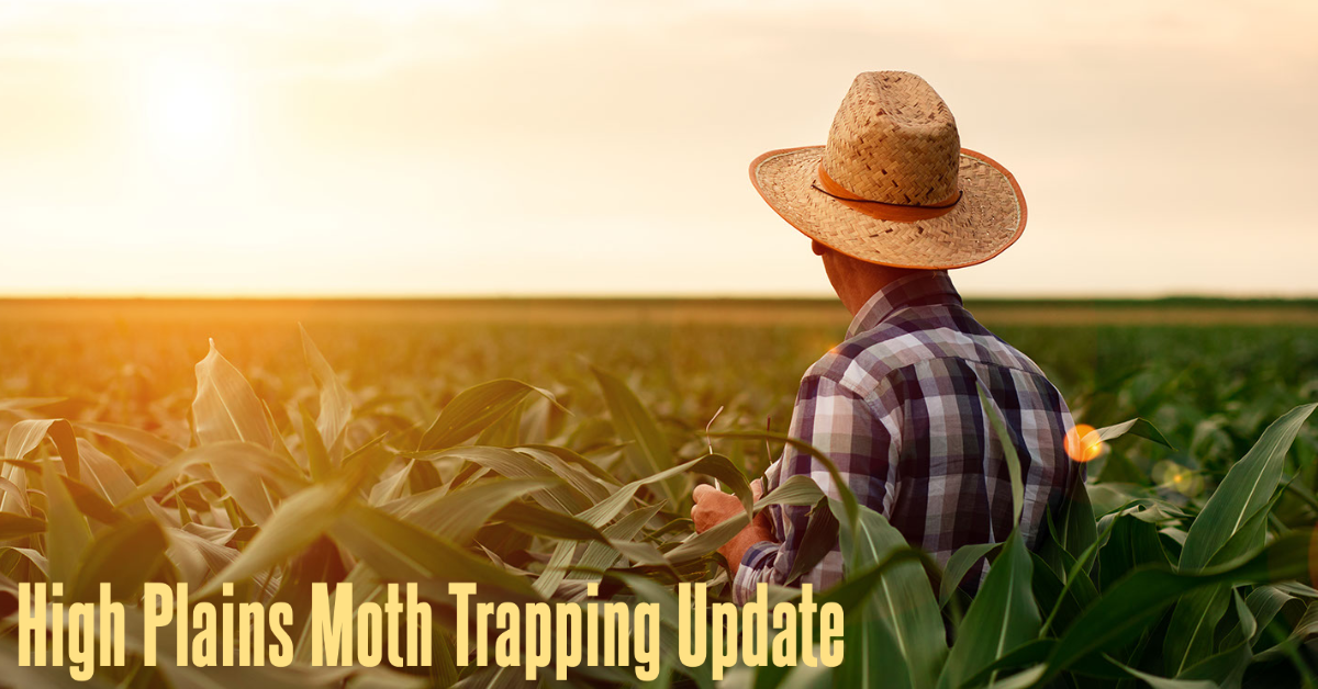 Moth trapping tracks High Plains pests