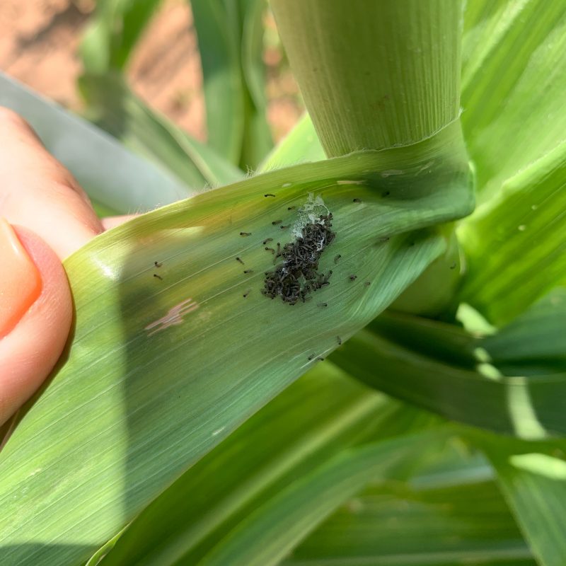 Fall armyworm colony