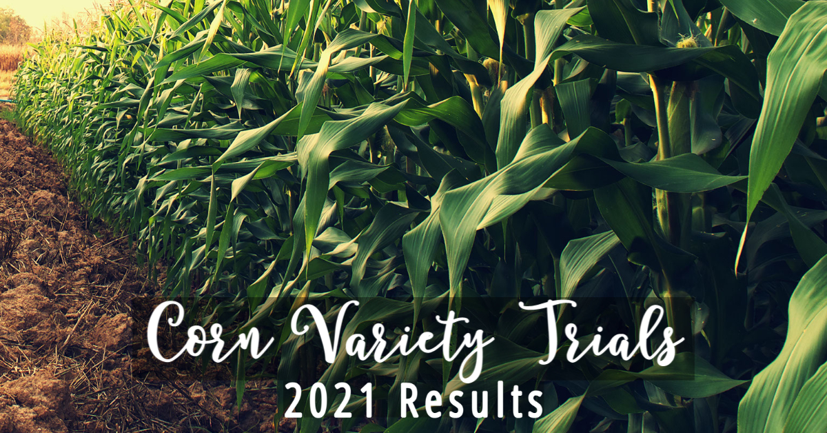 2021 Texas corn variety trials results