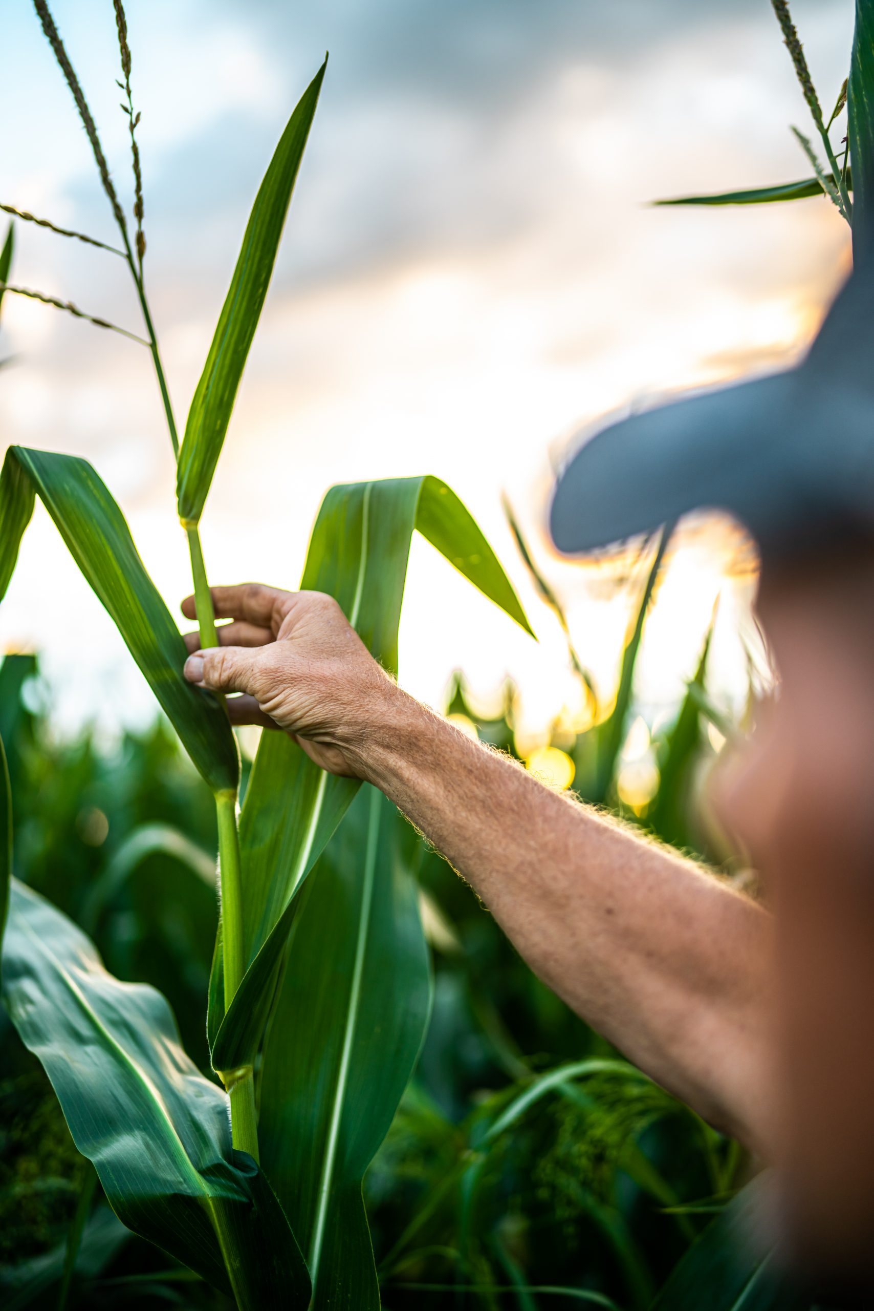 Family farms take hit from skyrocketing fertilizer prices, study shows