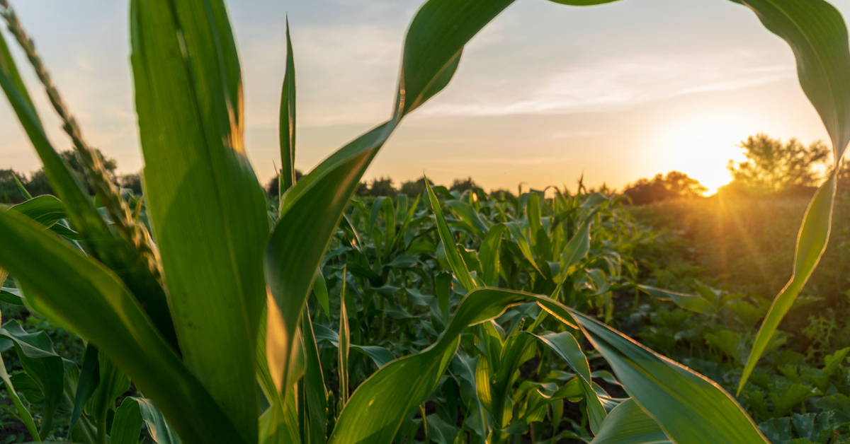 Texas corn crop is making progress