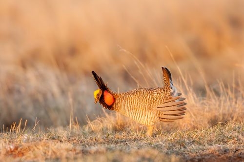 Lesser Prairie-Chicken