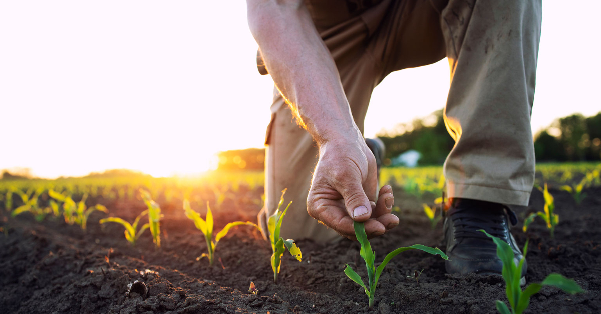 Four ways “Soil Doctors” maintain healthy soil