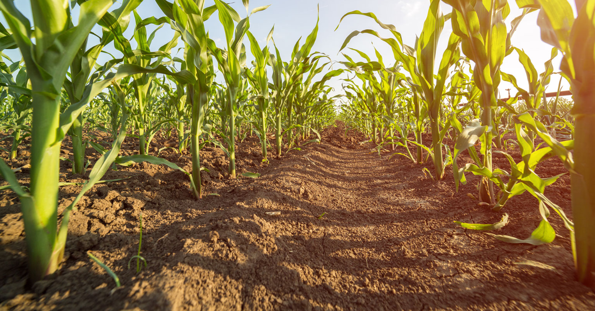 Corn Performance Data