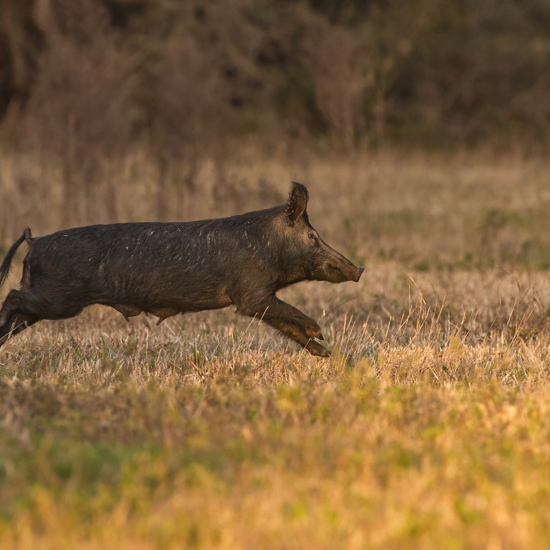 Feral hog grant applications due October 13