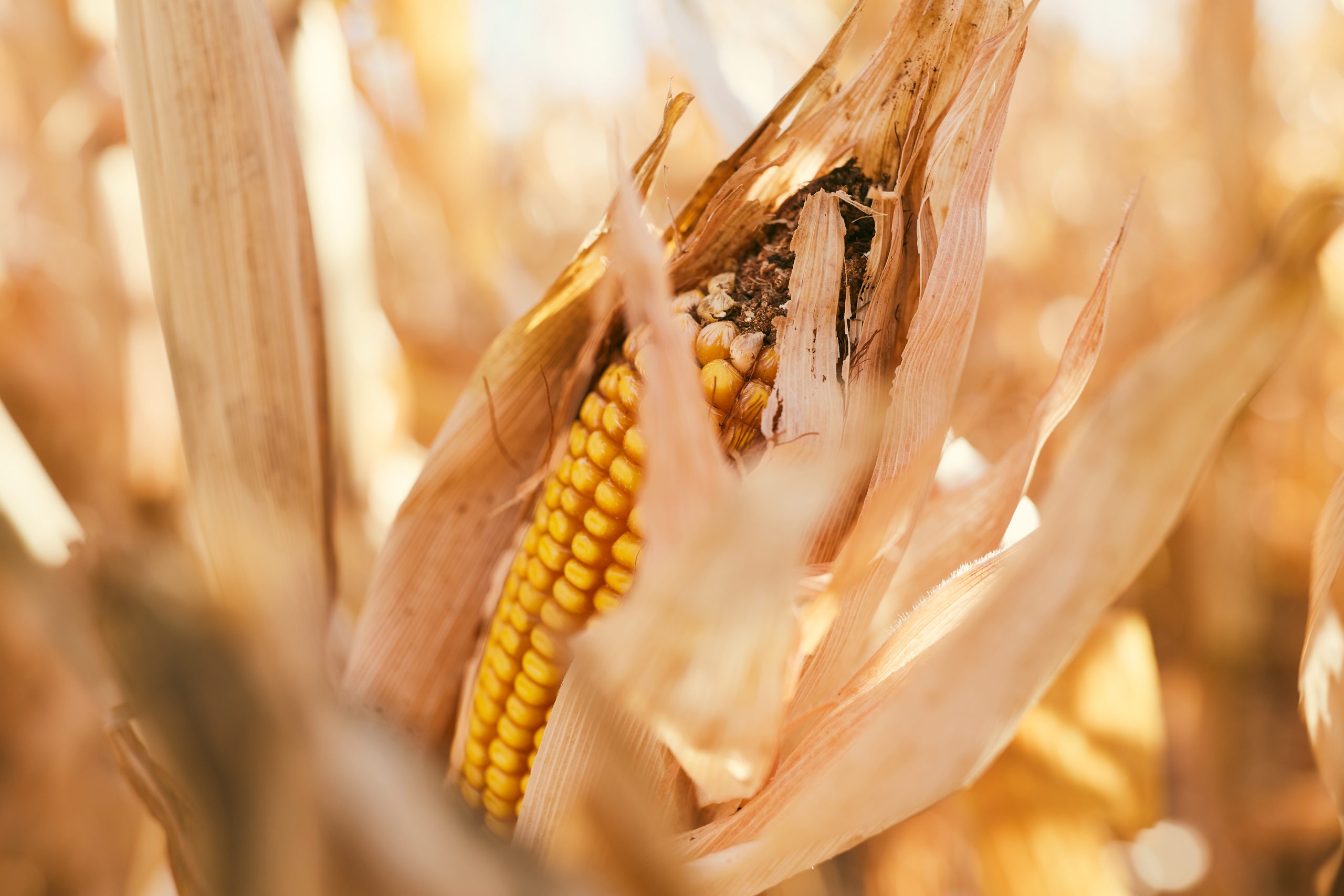 Re-elected directors sworn onto state corn checkoff board