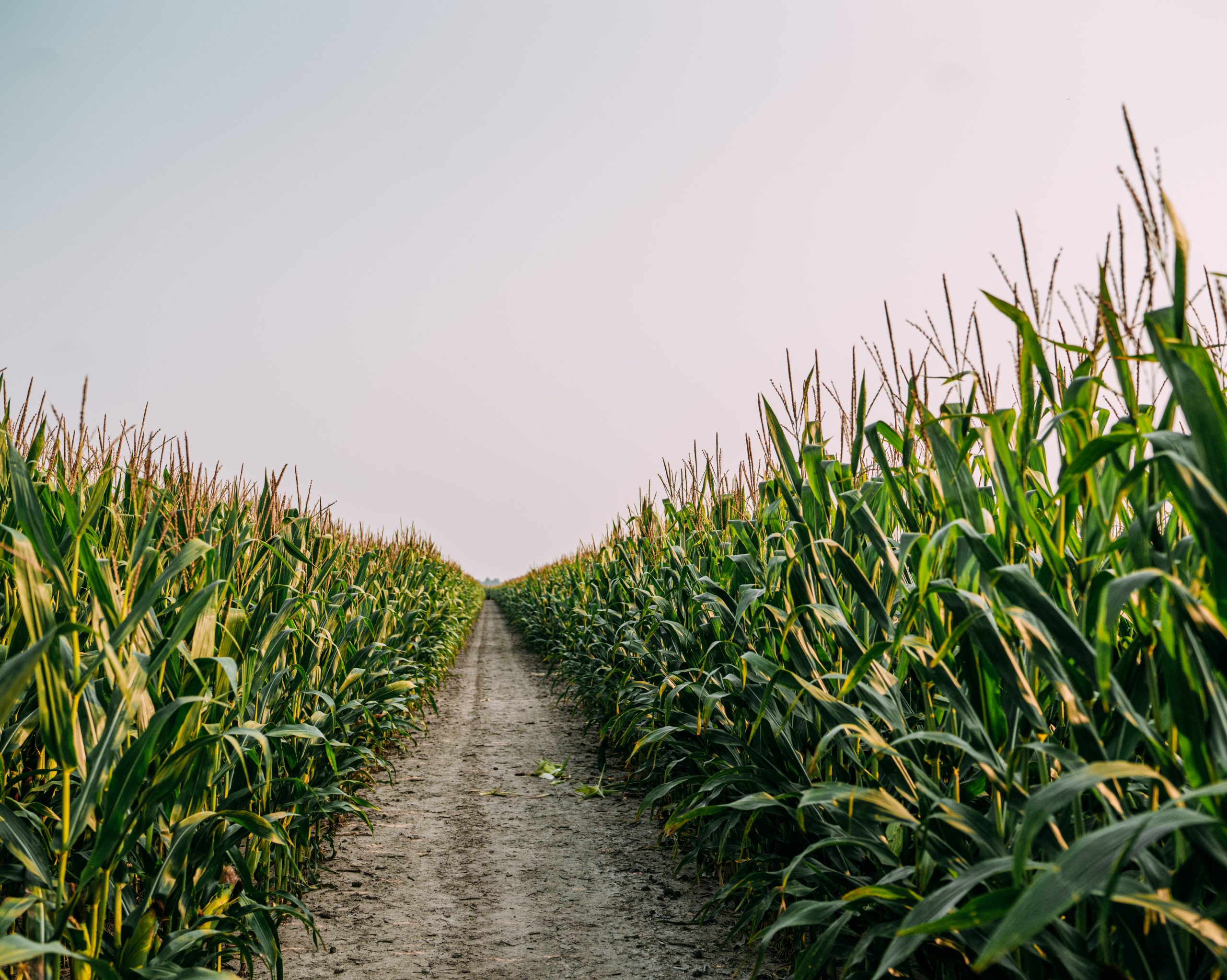 State corn association holds annual meeting, elects directors and officers