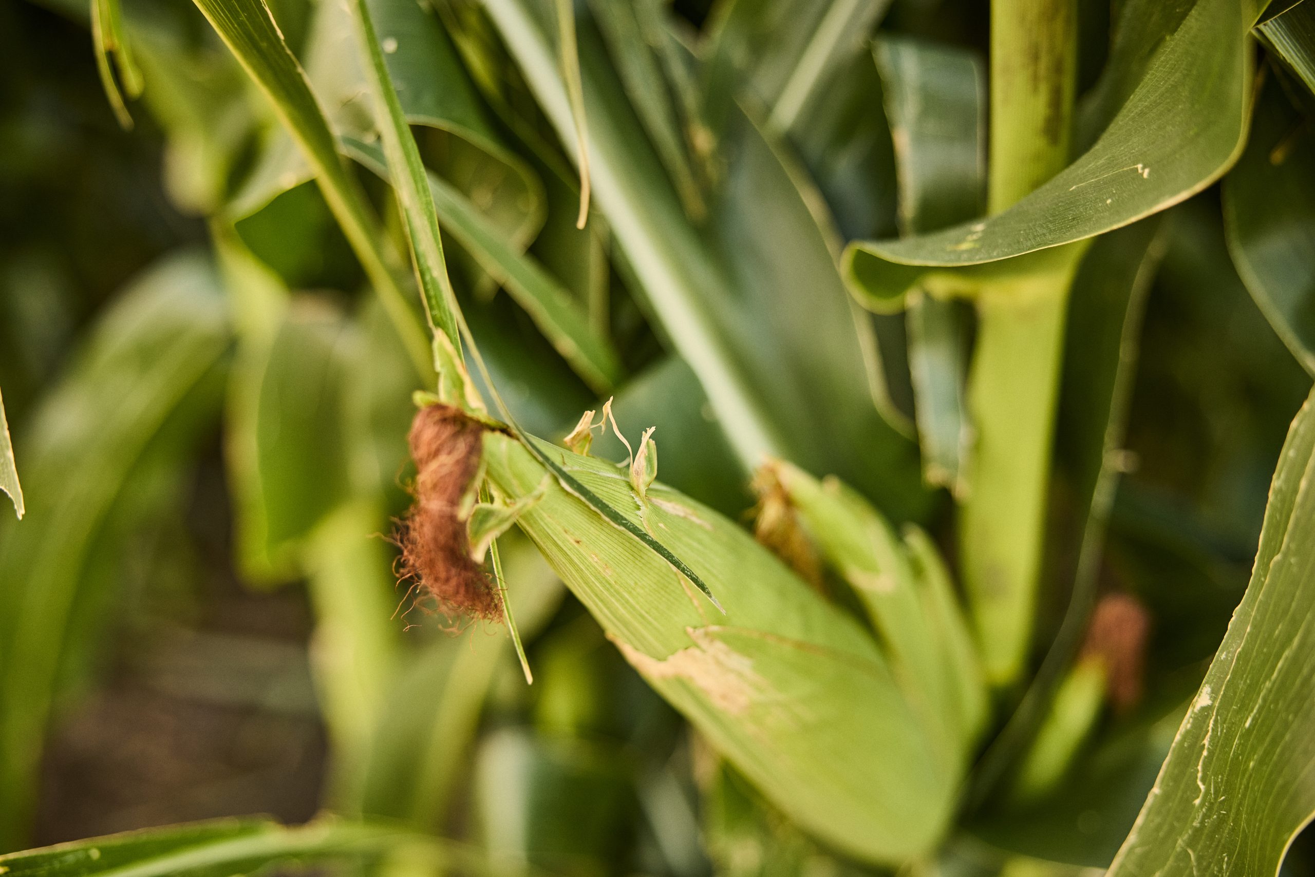 EPA advances framework to address pesticides and endangered species