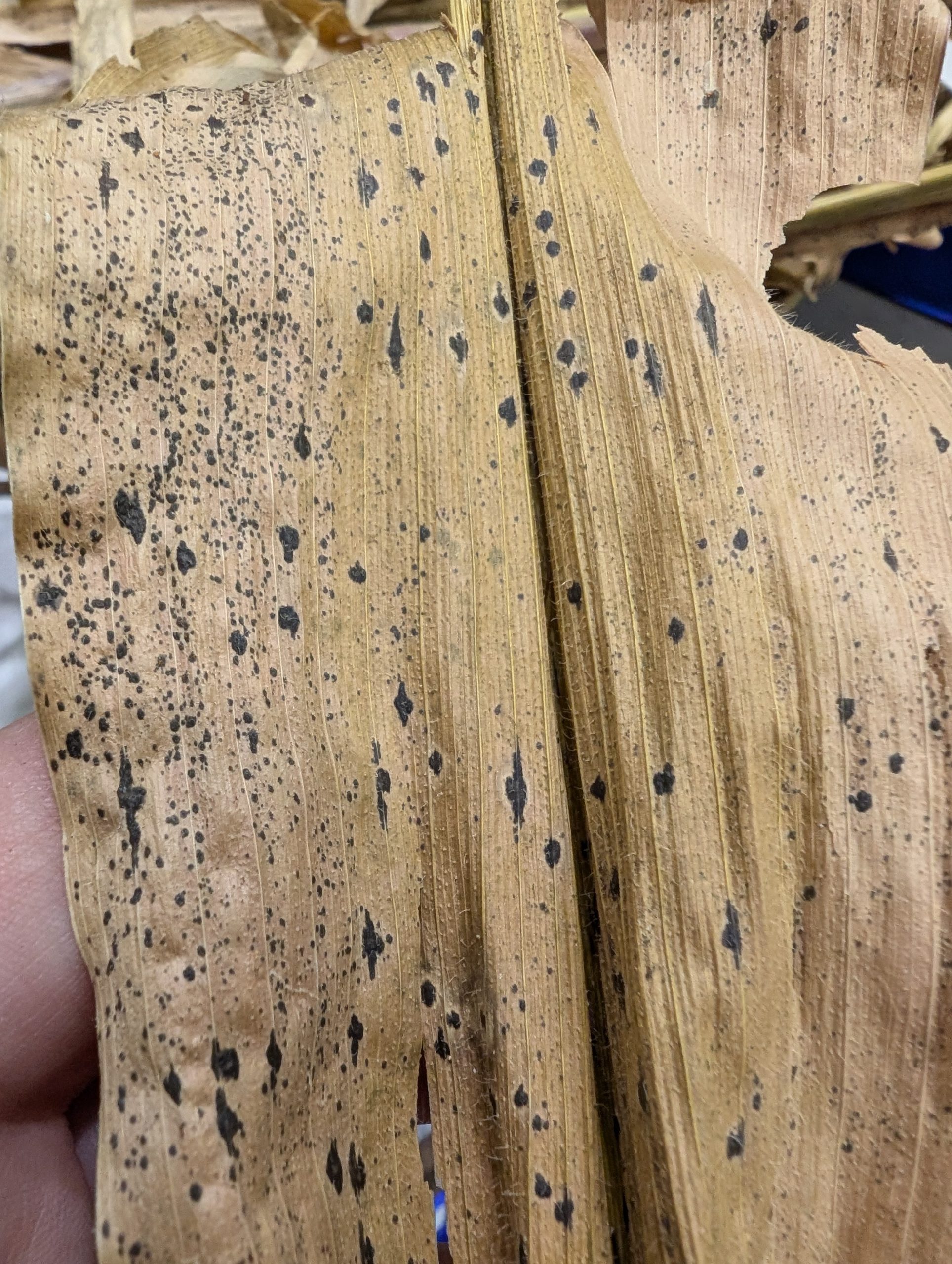 Fall corn décor threatens Texas farms