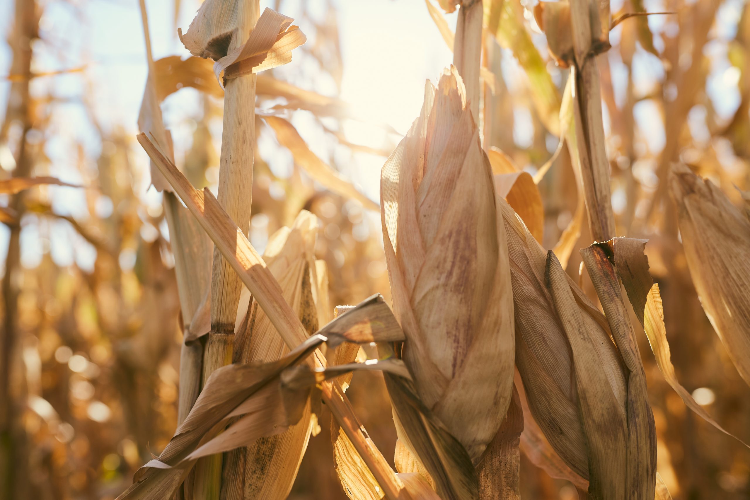 An early look at 2025 U.S. corn fundamentals