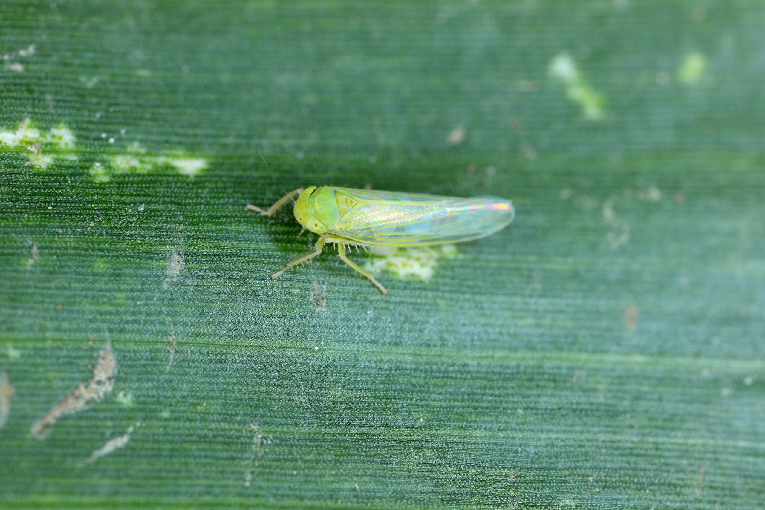 Staying Ahead: Managing the corn leafhopper comeback in Texas